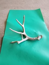 H38 Atypical Whitetail Deer Shed Antler - £39.56 GBP
