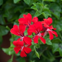 USA SELLER Flower Seeds 15 Ivy Geranium Seeds Reach Out Red Trailing Geranium - £17.62 GBP