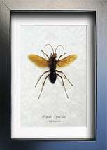 Tarantula Hawk Wasp GOLD FORM Pepsis Framed Entomology Collectible Shado... - £55.07 GBP