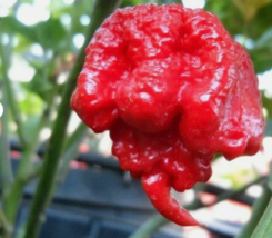 RAFH Carolina Reaper Chili Pepper 100 Seeds World Record HotPeppers USA Seller - $10.52