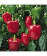 Heirloom XL Red Bell Pepper Seeds | 50+ Seeds | Premium Strain | Non-GMO... - $4.59