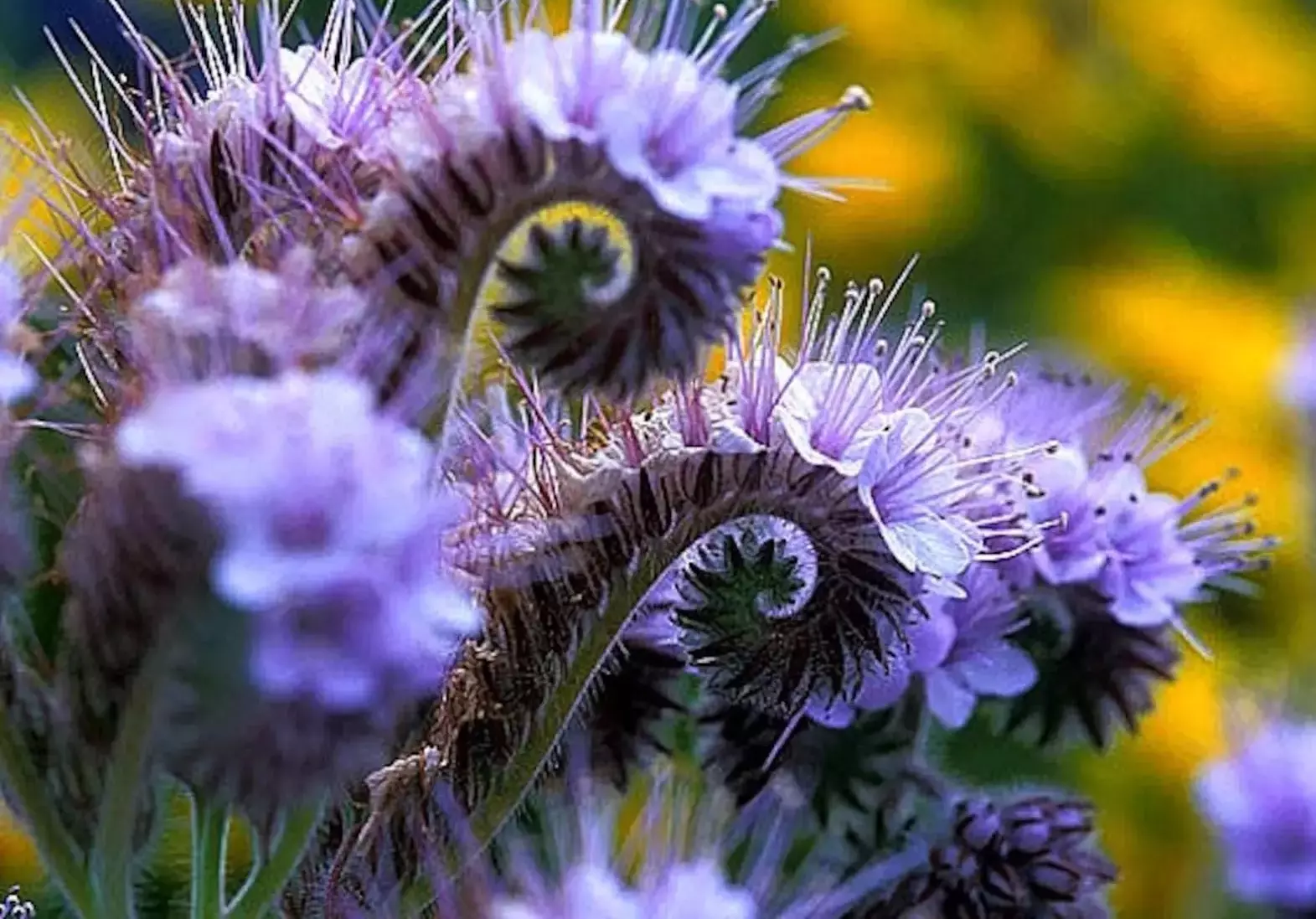 KS Lacy Phacelia Purple Tansy Flower Non Gmo Suppliers Planting 1000 Seeds  - $9.69