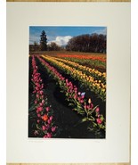 Tom Adams Photography Tulip Field Green Gables Farm Oregon Photo Art 11X14 - £22.56 GBP