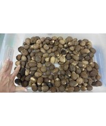 (tn-60) 10 pounds natural Tagua Nut whole nuts craft Carving Dried plain... - $250.63 CAD