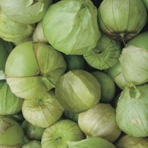 Tomato Tomatillo Toma Verde Heirloom By Seed Kingdom 200 Seeds Fresh Gardening U - £12.62 GBP