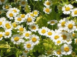 Feverfew Seeds, 100 Seeds. Chrysanthemum Parthenium, Medicinal Herb, Perennial F - £7.69 GBP