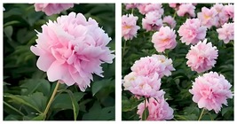 40 Seeds Princess Series Peony Seeds - Medium-Sized Pink Double Blossoms - £11.77 GBP