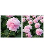 40 Seeds Princess Series Peony Seeds - Medium-Sized Pink Double Blossoms - $20.43 CAD