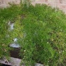 30 Asparagus Fern Perennial Flower Seeds New Fresh US Shipping - $4.80