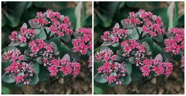 Beacon Sedum Pink Perennial Garden Home Live Plant 50 Seeds - C2 - £17.20 GBP