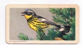 Song Birds Of North America Tea Card #12 Ovenbird - £0.79 GBP