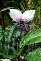 KKG Tacca Integrifolia 10 Seeds White Bat Garden Flower Shade House Plan... - $9.89