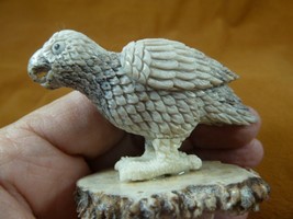 (PARA-6) tropical Parakeet bird shed ANTLER figurine Bali detailed birds effigy - £75.91 GBP