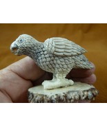 (PARA-6) tropical Parakeet bird shed ANTLER figurine Bali detailed birds... - $93.49