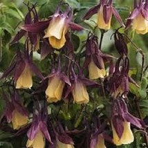 50 Oriental Columbine Flower Seeds   Perennial  Aquilegia From US - £7.02 GBP