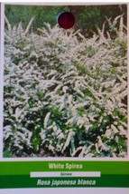 White Spirea Flower Hedge Bush Flowers Blooms Plant Easy Grow Live Plant... - $77.55