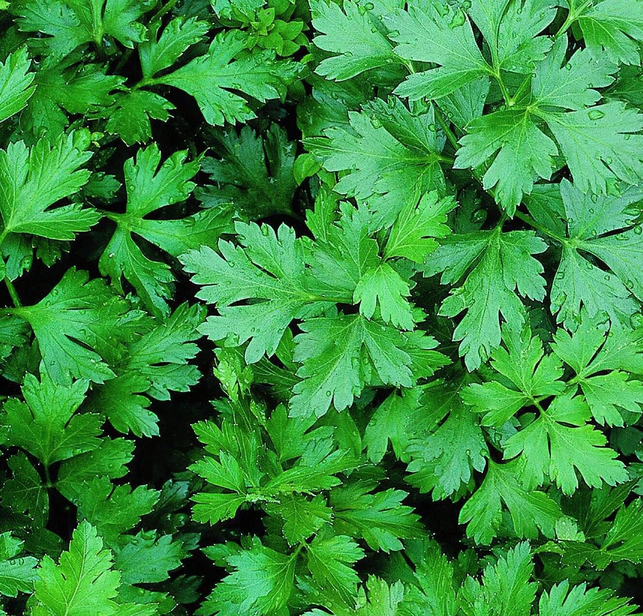 PARSLEY SEEDS 1000+ DARK GREEN FLAT LEAF ITALIAN herb GARDEN biennial PL... - $2.96