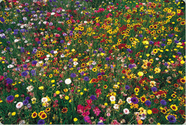 FA Store Wildflower Mix 100% Seed 1 Pound Lb 16 Oz Bulk Covers 4000 Sq Ft Lowest - £34.41 GBP