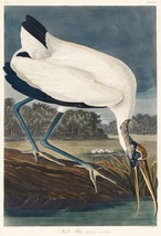 12141.Poster print or Canvas wall decor interior art design.Audubon bird.Ibis - $16.20+