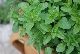 Oregano Seeds Italian Oregano HERB Seeds, Heirloom, 200+ Seeds, Healthy Deliciou - £4.78 GBP