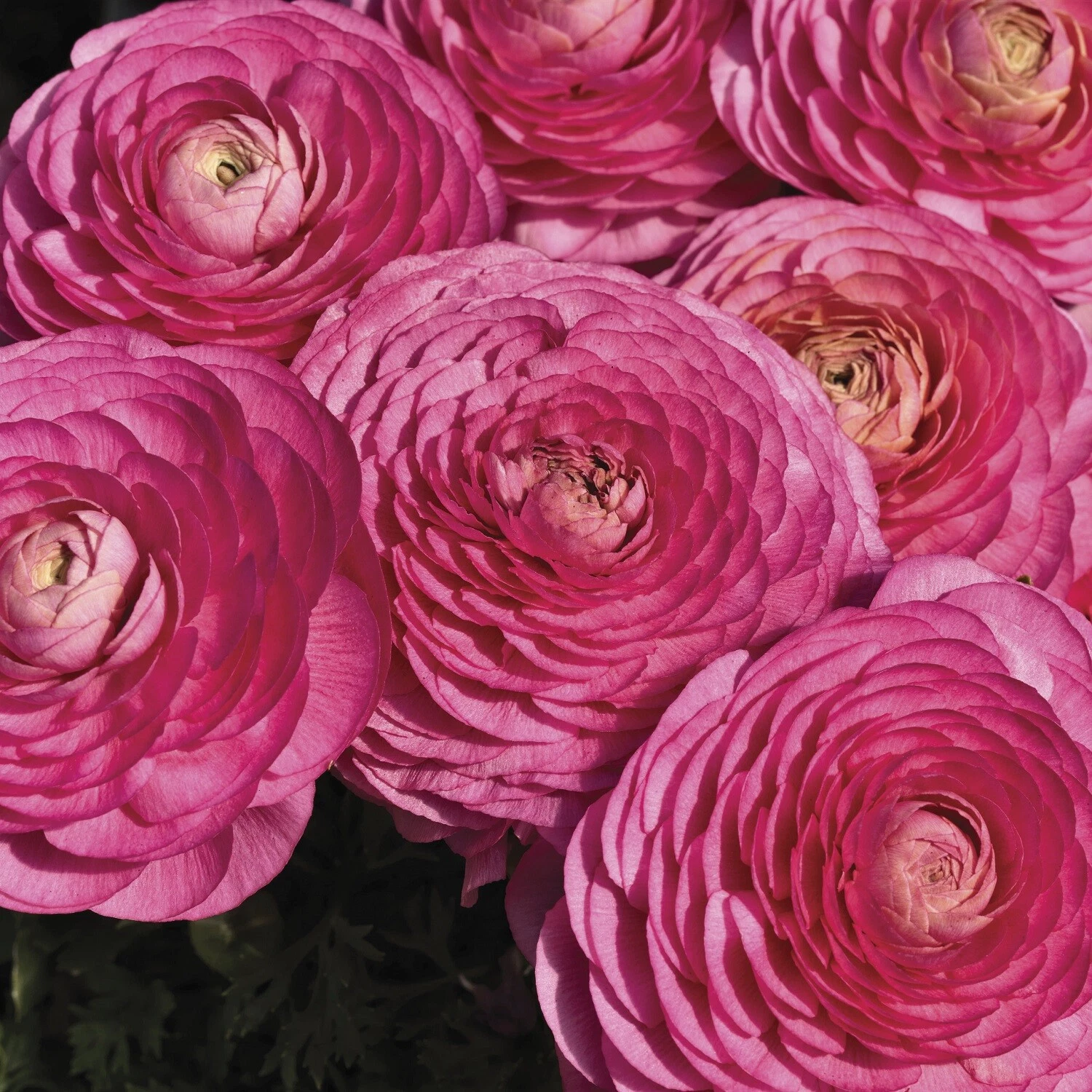 Ranunculus Seeds Magic Rose 25 Seeds Pelleted Seeds - $23.37