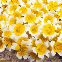 Best Seeds Poached Egg Plant Flower Seeds Us Native Limnanthes Douglasii - $12.80