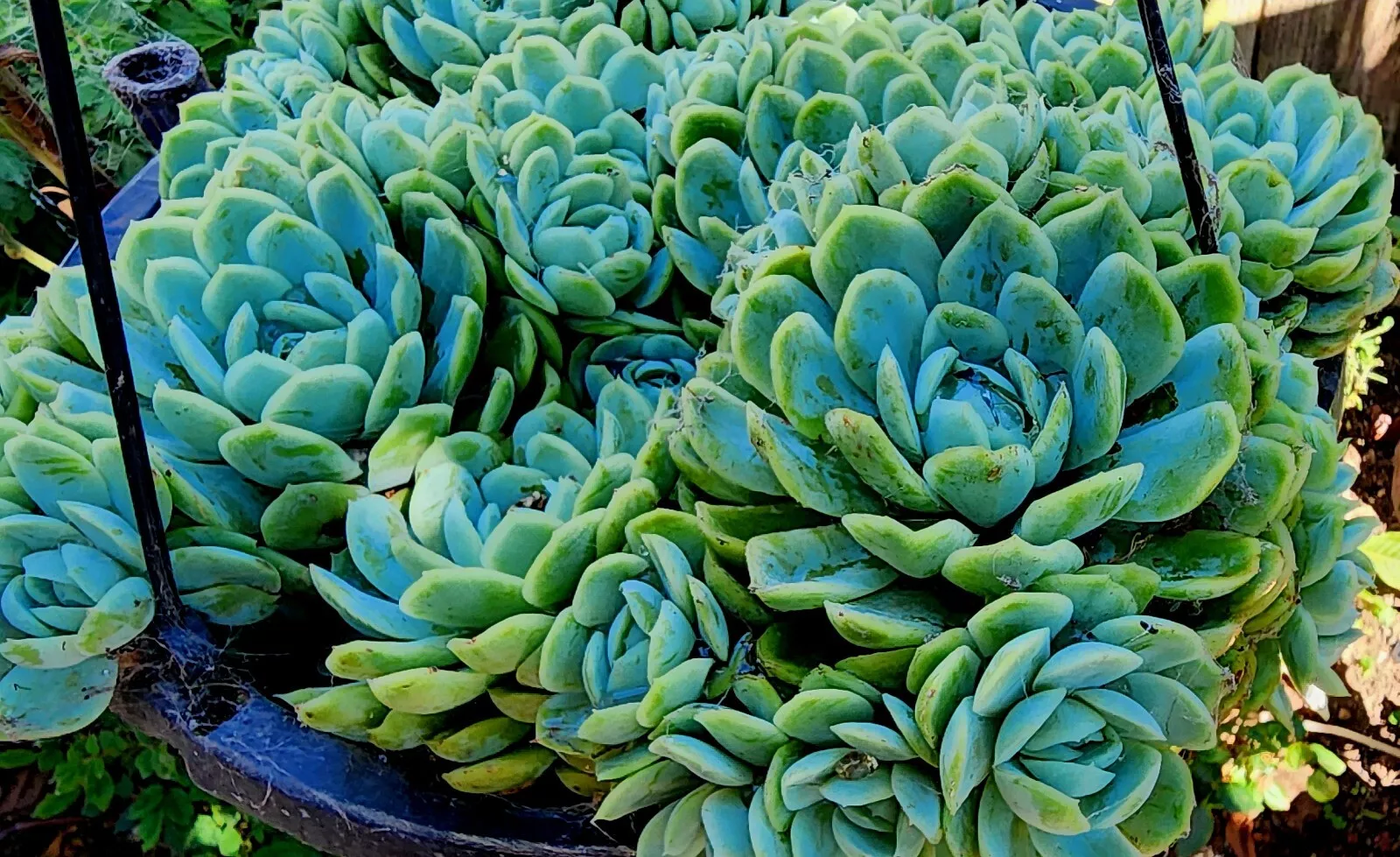 Fully Rooted LiveEcheveria Elegans Succulent Plants 4-6&quot; ready for potti... - $29.99