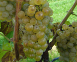 CHARDONNAY Grape Vine - 1 Bare Root Live Plant -  Buy 4 get 1 free! - $28.45+