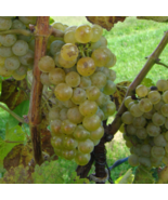 CHARDONNAY Grape Vine - 1 Bare Root Live Plant -  Buy 4 get 1 free! - $28.45+