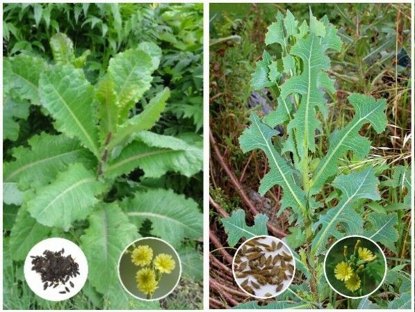 Oppio Lettuga (Lactuca Virosa) & Prickly (L.Serriola) Acquirente Gets Entrambi