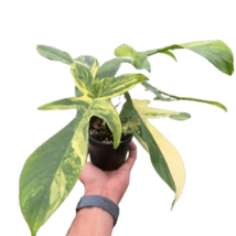 Item image 3