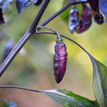 USA SELLER Midnight Bubblegum Pepper Seeds Pack Of 10 Fast Shipping - $14.99