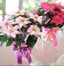 Poinsettia Seeds Mixed Light and Dark Pink Flowers - $5.99