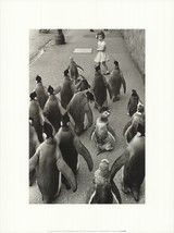 Werner Bischof Penguins Day Out - £23.73 GBP