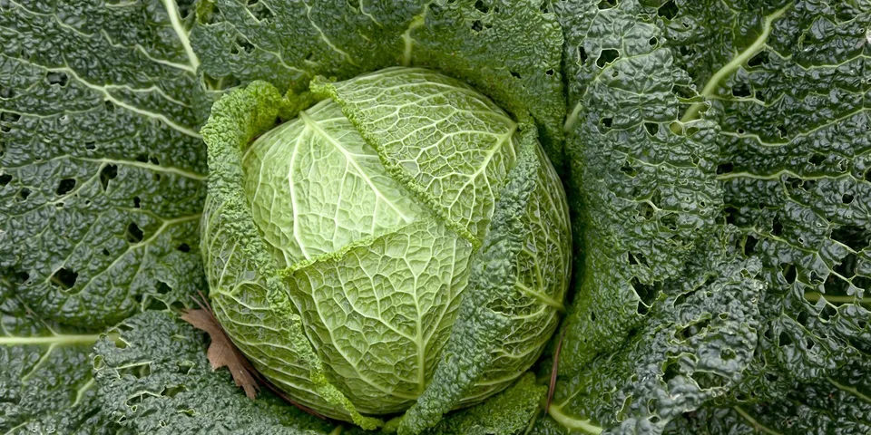 250 Fresh Seeds Savoy Perfection Cabbage - £7.59 GBP