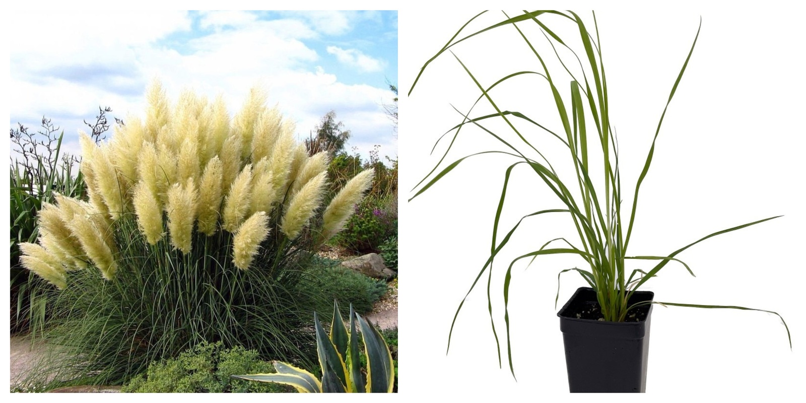 White Pampas Grass Plant, Cortaderia selloana, 2.5&quot; Pot - $26.99