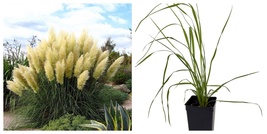 White Pampas Grass Plant, Cortaderia selloana, 2.5&quot; Pot - €23,60 EUR