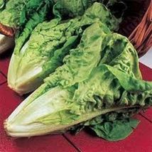 Lettuce Parris Island Romaine Heirloom Vegetable 40,000 Seeds - $15.00