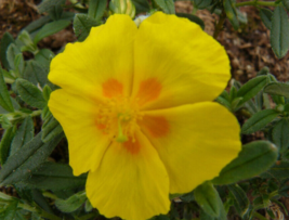 1 Pc Quart Pot Helianthemum Flowers, Ben Fhada Sun Rose Live Plant | RK - £52.84 GBP