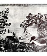 Loons On Shore In Nest With Eggs 1936 Bird Print Nature DWU13 - $28.01 CAD