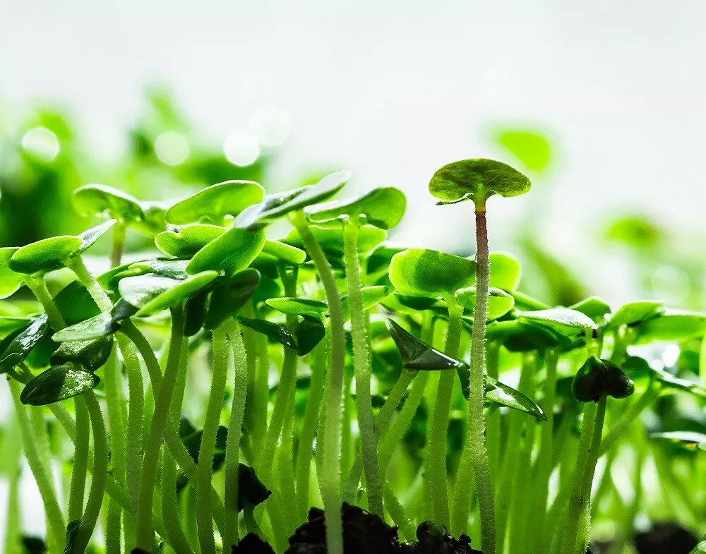 Cinnamon Basil MICROGREEN best Seedss Non-GMO Heirloom best Seedss - £2.72 GBP