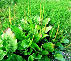 Wide Leaf Plantain 500 Seeds, Plantago Major Garden Usa Shipping - £7.24 GBP