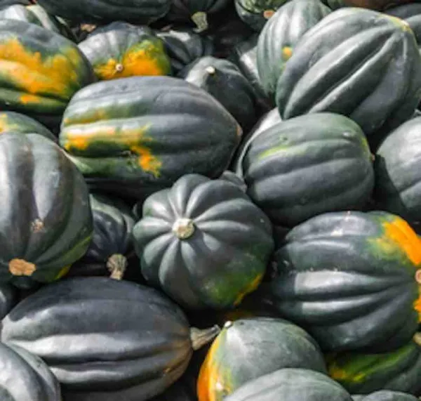 20 Table King Acorn Winter Squash Seeds - Fresh Harvest - Non - Gmo Garden - $73.36 MXN