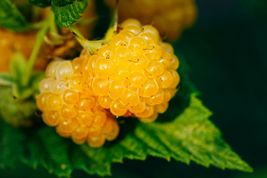FREE SHIPPING 25+ seeds Salmonberry - Fruit bearing shrub - {RUBUS spectabilis}  - £10.16 GBP