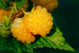 FREE SHIPPING 25+ seeds Salmonberry - Fruit bearing shrub - {RUBUS spectabilis}  - £10.18 GBP