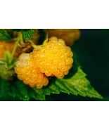 FREE SHIPPING 25+ seeds Salmonberry - Fruit bearing shrub - {RUBUS spect... - $12.98