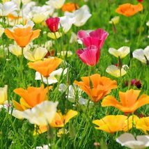 California Poppy Seed Mix, California State Flower, Multiple Colors, FRE... - €1,36 EUR+