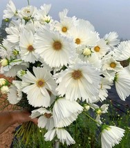 GUNEL 25 Seeds Easy To Grow Cupcakes White Cosmos Flowers - £6.24 GBP