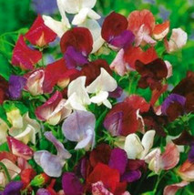 30 seeds Sweet Pea Old Spice Mix Lathyrus Odoratus Heirloom Seeds Sprout... - $8.35