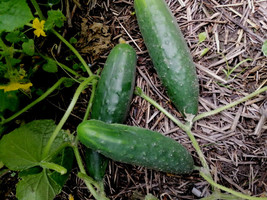 SEPT Poinsett 76 Cucumber Seeds 30 Seeds - $5.88